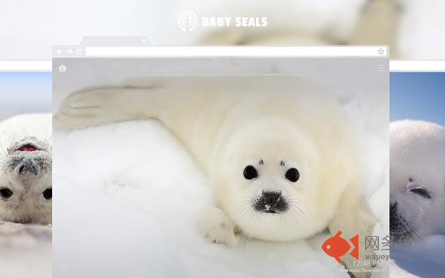 Baby Seals HD Wallpaper New Tab Theme