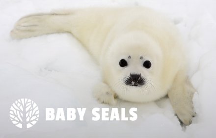 Baby Seals HD Wallpaper New Tab Theme插件截图