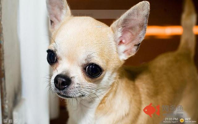 Chihuahua Dogs NewTab Backgrounds