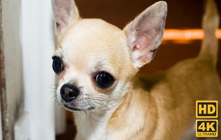 Chihuahua Dogs NewTab Backgrounds插件截图