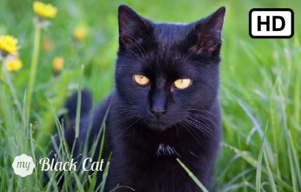 My Black Cat HD Wallpapers New Tab Theme插件截图
