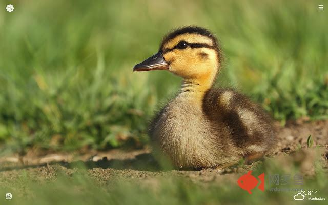 MyBaby Ducks HD Wallpapers New Tab