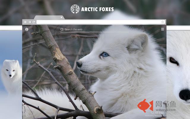 Arctic Fox HD Wallpapers New Tab Theme