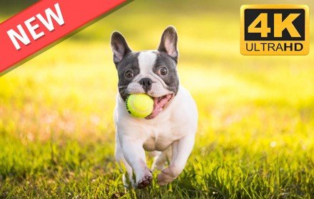 French Bulldog HD Wallappers Dogs and Puppies插件截图