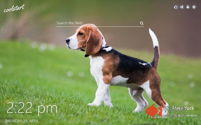 Beagle HD Wallpapers Dogs and Puppies Theme