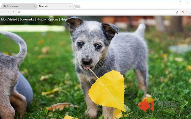 Dogs & Puppies Wallpapers Dog Puppy New Tab