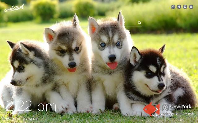 Husky HD Wallpapers Dogs And Puppies Theme