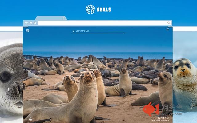 Seals HD Wallpapers New Tab Theme