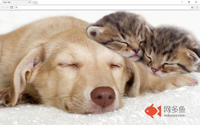 Cats and Dogs Wallpapers & New Tab