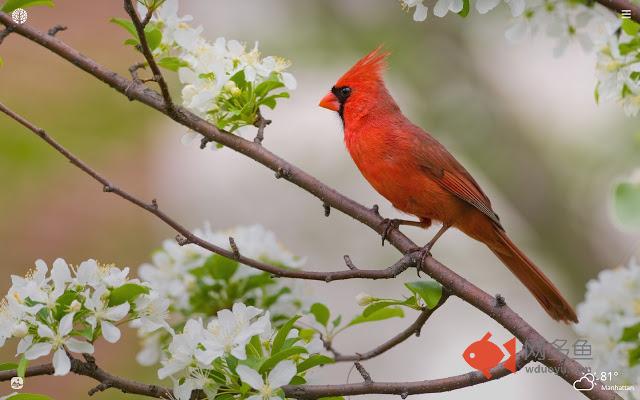 Cardinal Bird HD Wallpapers New Tab Theme