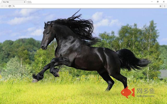 Horse and Horses Themes & New Tab