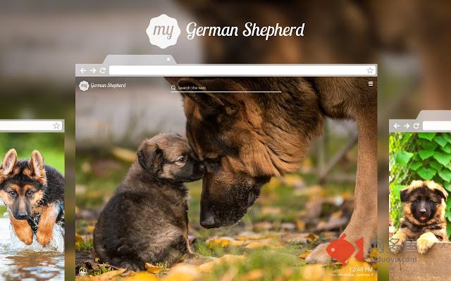 My German Shepherd HD Dog Wallpapers Theme