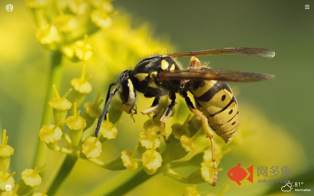 Wasps HD Wallpapers New Tab Theme
