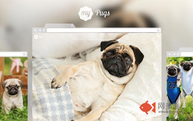 My Pugs - Lovely Puppy & Dog HD Wallpapers