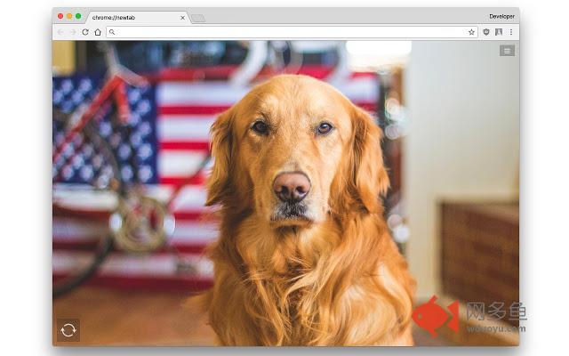 Dogs & Puppies Wallpapers & Themes