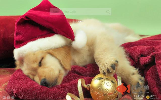 Puppy HD Wallpapers