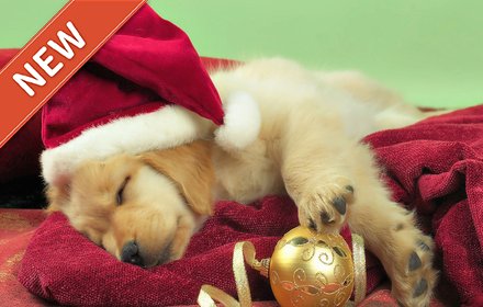 Puppy HD Wallpapers插件截图