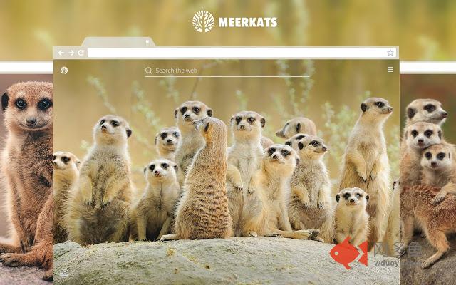 Meerkats HD Wallpapers New Tab Theme