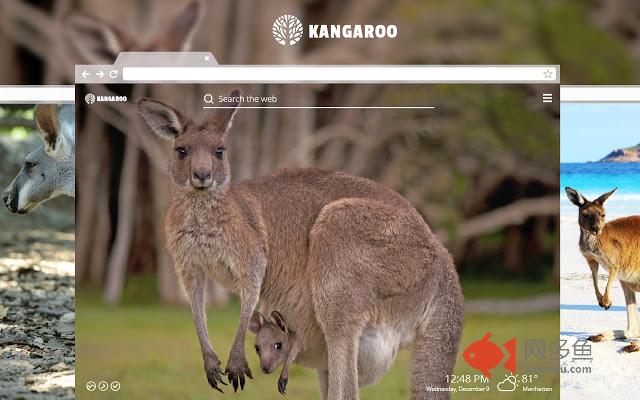 Kangaroo HD Wallpaper New Tab Theme