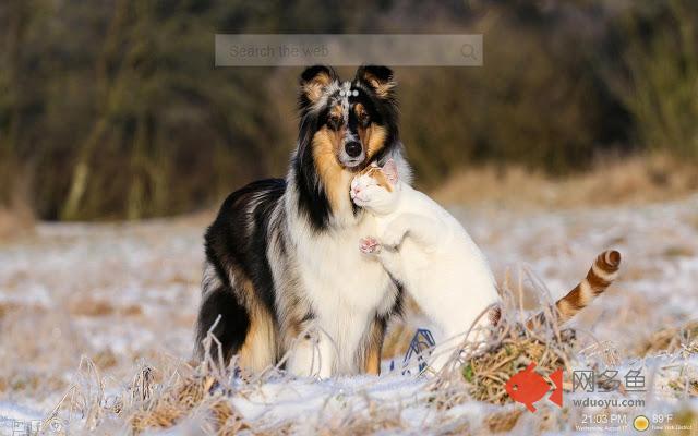Cats & Dogs HD New Tab
