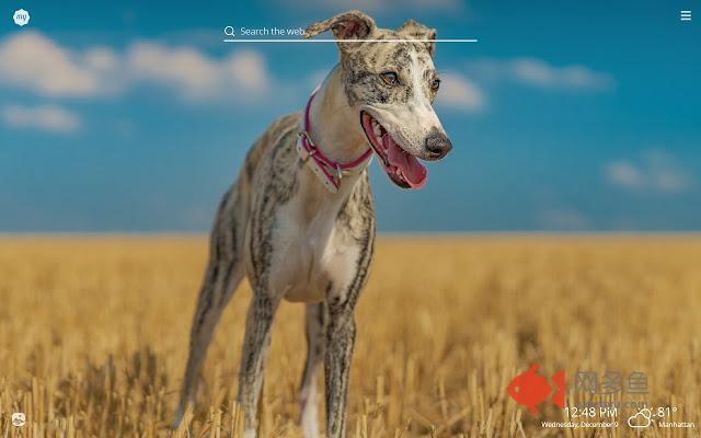My Greyhound HD Wallpapers New Tab Theme