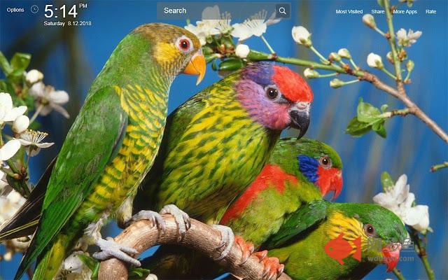 Parrot Wallpapers Theme New Tab