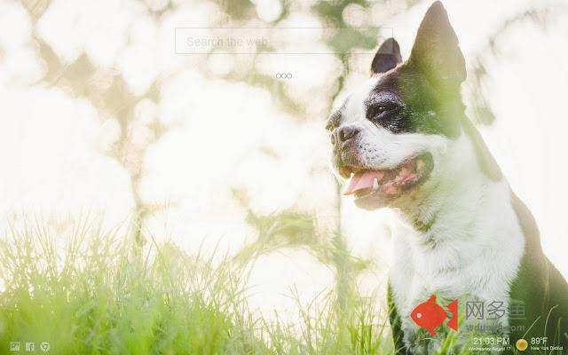 Boston Terrier Backgrounds Tab