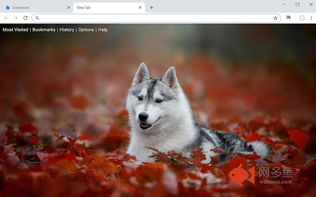 Husky HD Wallpaper Huskies New Tab Themes