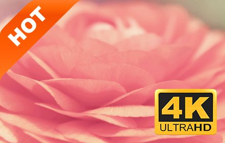 粉蔷薇 高清壁纸 流行花朵 新标签页 主题插件截图