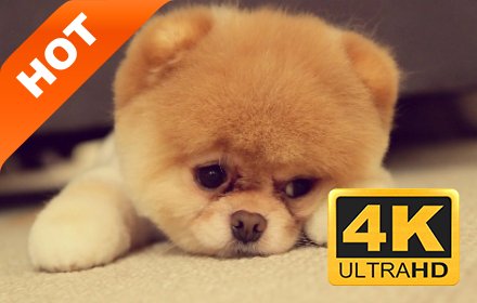 动物幼崽 新标签页 高清壁纸 流行可爱 主题插件截图