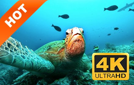 珊瑚礁 流行风景 高清壁纸 新标签页 主题插件截图