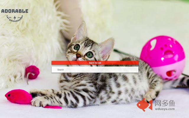 Adorable Cat Custom Backgrounds