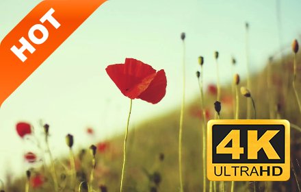 绿色植物 新标签页 高清壁纸 流行养眼 主题插件截图